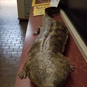 Smithsonian - future Japanese Giant Salamander exhibit