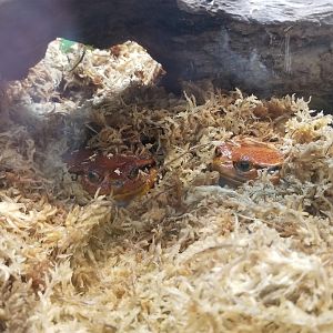 Smithsonian - Sambava tomato frogs