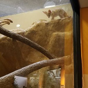Smithsonian - Fennec Fox