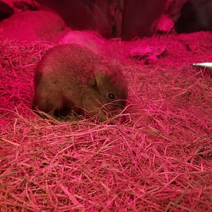 Smithsonian - Brush-tailed Bettong