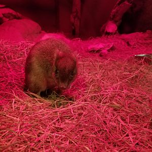 Smithsonian - Brush-tailed Bettong