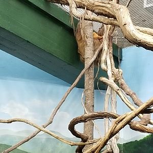 Smithsonian - Golden-headed Lion Tamarin on a sloth