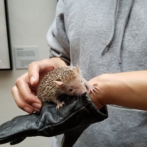 Smithsonian - Small Madagascar Tenrec, male