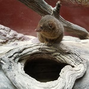 Smithsonian - Dwarf Mongoose