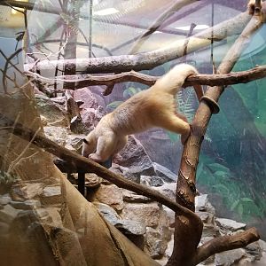 Smithsonian - Southern Tamandua