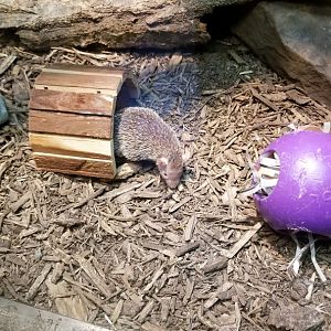 Smithsonian - Small Madagascar Tenrec, female