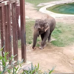 Smithsonian - Elephant