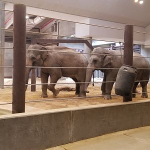 Smithsonian - Elephant