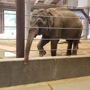 Smithsonian - Elephant