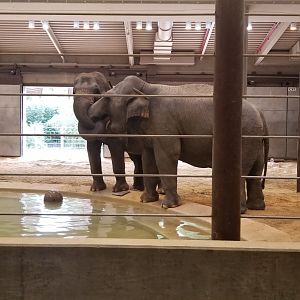 Smithsonian - Elephant