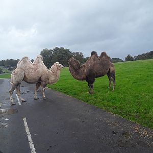 Camels