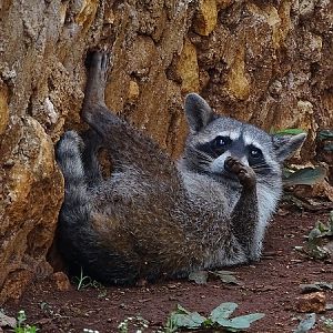 Raccoon (Procyon lotor)