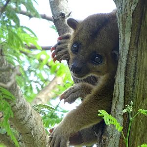Kinkajou (Potos flavus)