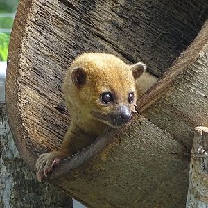 Kinkajou (Potos flavus)