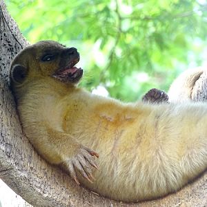 Kinkajou (Potos flavus)