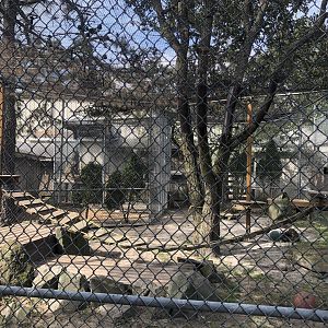 Olive baboon enclosure