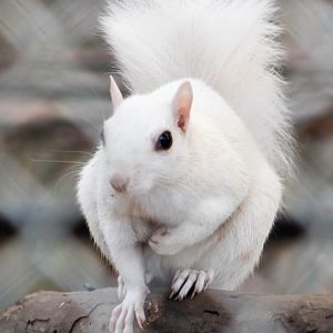 White squirrel