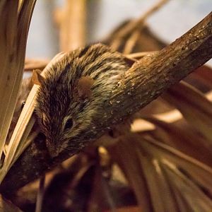 Barbary striped grass mouse
