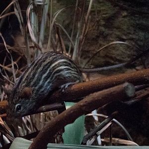 Barbary striped grass mouse