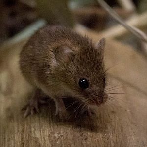 Eurasian harvest mouse