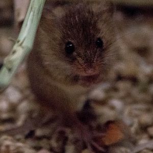 Eurasian harvest mouse