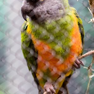 Senegal parrot