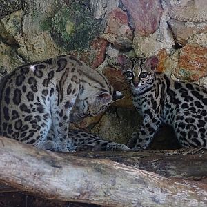 Margay (Leopardus wiedii)