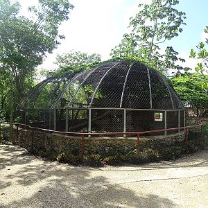 Margay enclosure