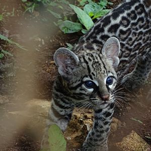 Ocelot (Leopardus pardalis) kitten