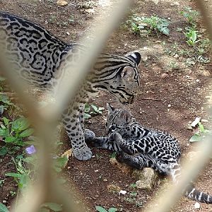Ocelot (Leopardus pardalis) with kitten