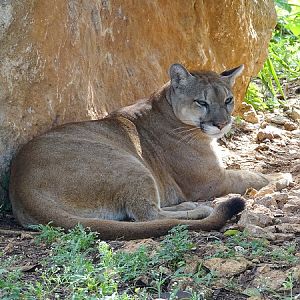 Cougar (Puma concolor)