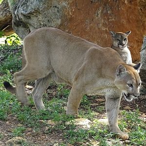 Cougar (Puma concolor)