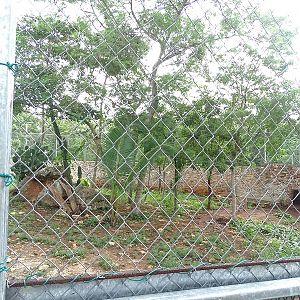 Cougar enclosure