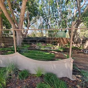 Sep. 2019 - Urban Jungle - Red Kangaroo Exhibit