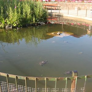 Madsbyparken - Turtle pond