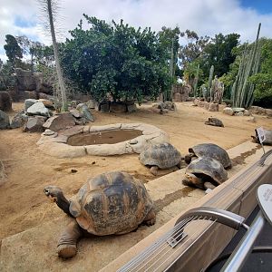 Sep. 2019 - Reptile House - Reptile Walk - Galapagos Tortoise Exhibit