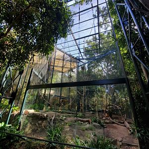 Sep. 2019 - Sun Bear Forest - Francois' Langur Outdoor Exhibit