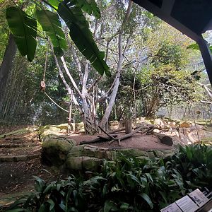 Sep. 2019 - Monkey Trails & Forest Tales - Mandrill/Red-tailed Monkey Exhibit (Bottom View)