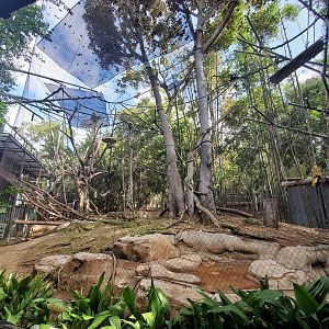 Sep. 2019 - Monkey Trails & Forest Tales - Angolan Colobus Exhibit (Bottom View)