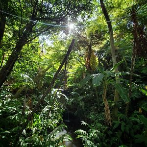 Sep. 2019 - The Lost Forest - Fern Canyon (Entrance to Absolutely Apes)