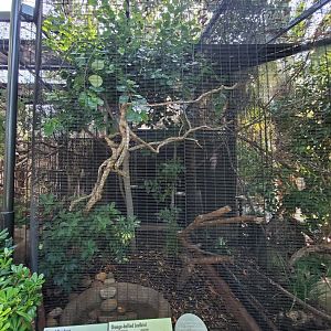 Sep. 2019 - The Lost Forest - Australasia Aviaries - Horned Parakeet/Orange-bellied Leafbird Exhibit