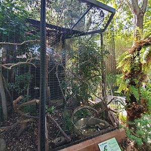Sep. 2019 - The Lost Forest - Australasia Aviaries - Fire-tufted Barbet Exhibit