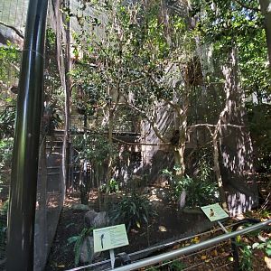 Sep. 2019 - The Lost Forest - Gorilla Tropics - Western Longtailed Hornbill/Black-headed Weaver Exhibit