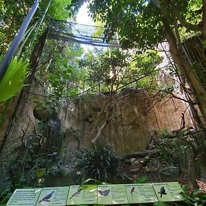 Sep. 2019 - The Lost Forest - Gorilla Tropics (5 Species Aviary)