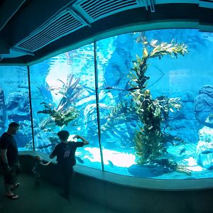 Sep. 2019 - Africa Rocks - African Penguin/Leopard Shark Tank Panorama
