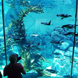 Sep. 2019 - Africa Rocks - African Penguin/Leopard Shark Tank