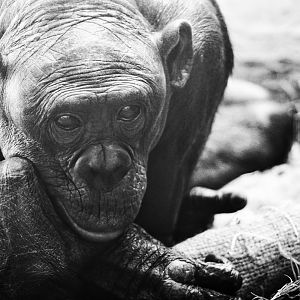 Sep. 2019 - The Lost Forest - Gorilla Tropics - Bonobo