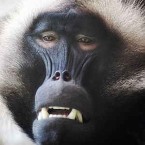 Sep. 2019 - Africa Rocks - Gelada