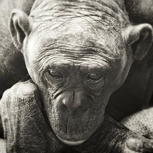 Sep. 2019 - The Lost Forest - Gorilla Tropic - Bonobo