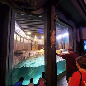 Sep. 2019 - Pier 225 - Sea Lion/Seal Exhibit
